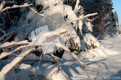 Image of Winter forest.