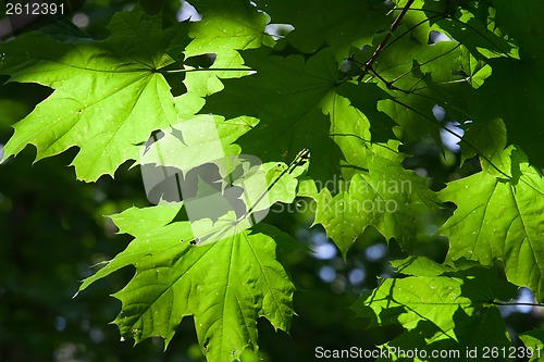 Image of Leaves background