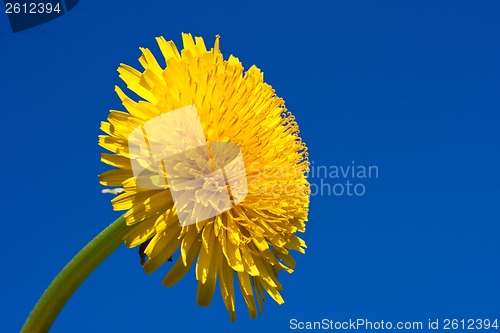 Image of Dandelion