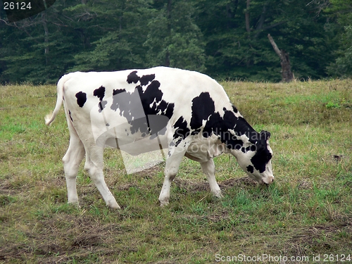 Image of Cow