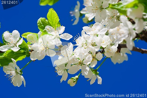 Image of Apple flowers