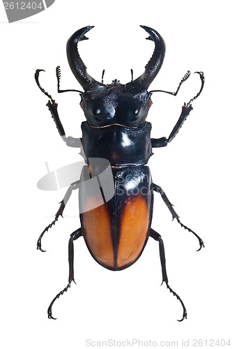 Image of Bug Odontolabis Spectabilis