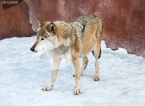 Image of Wolf