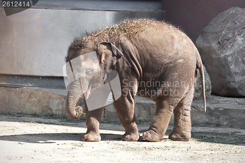 Image of Elephant