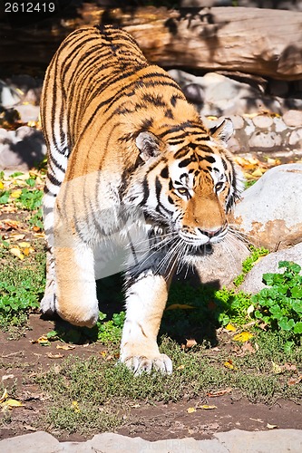 Image of Tiger