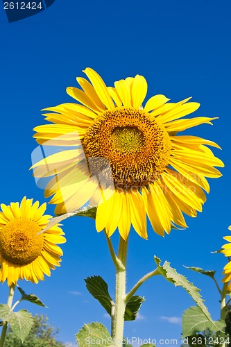 Image of Sunflower
