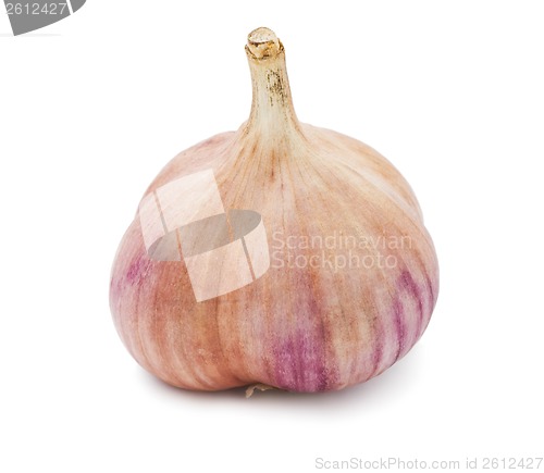 Image of Garlic