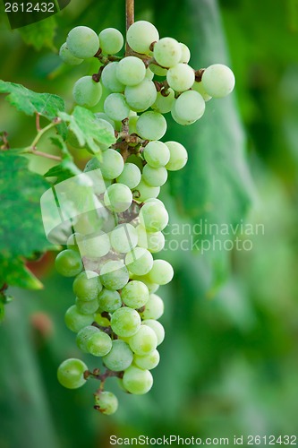 Image of Grapes