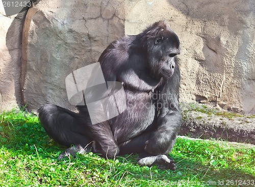 Image of Gorilla