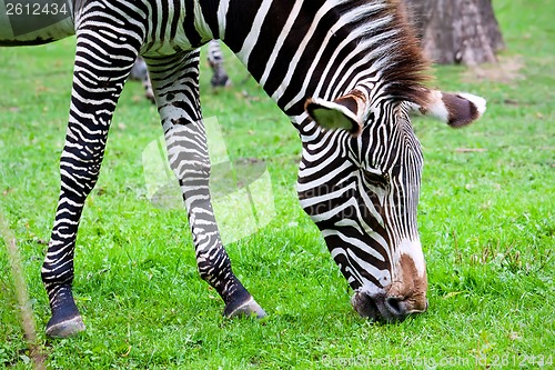 Image of Zebra