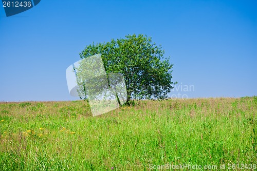 Image of Tree and field