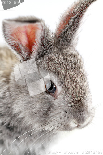 Image of Gray rabbit