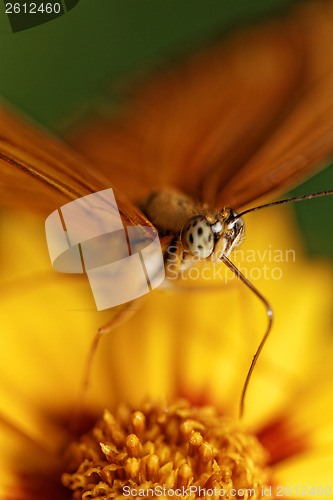 Image of Orange butterfly