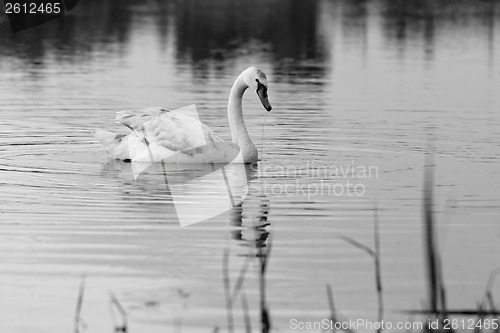 Image of Lonely swan