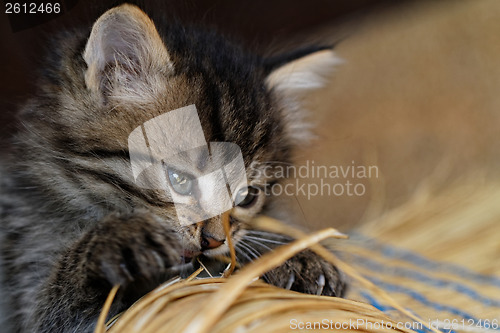 Image of Tabby kitten
