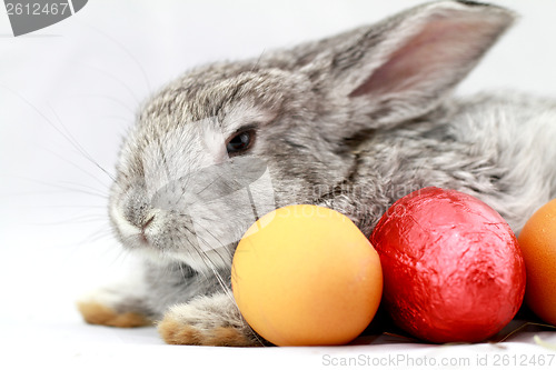 Image of Gray rabbit