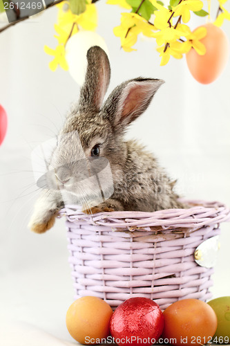 Image of Gray rabbit