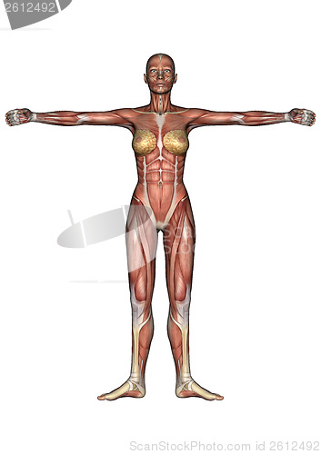 Image of Female Anatomy Figure