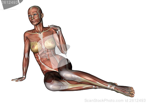 Image of Female Anatomy Figure