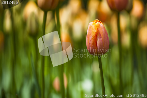Image of Colorful tulips