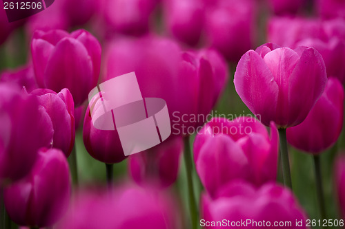 Image of Pink tulips 