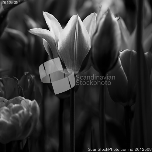 Image of Tulips