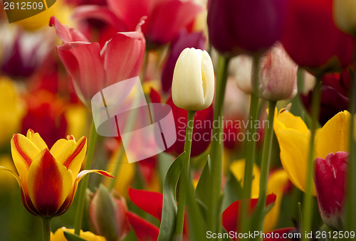 Image of Tulips