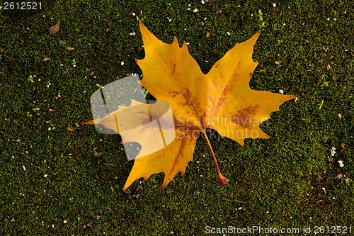 Image of Close-up of a beautiful autumn leaf on the ground covered of mos