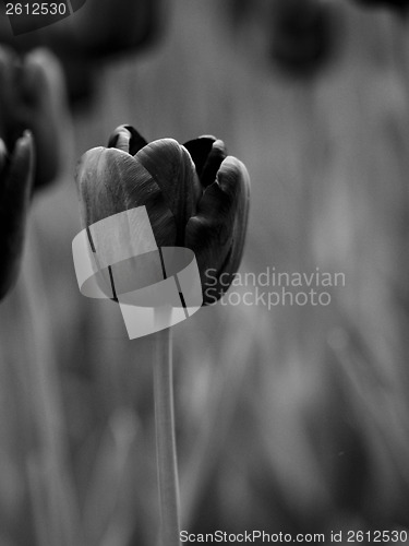 Image of Tulips