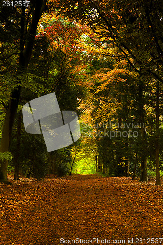 Image of Beautiful forest