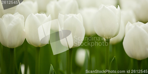 Image of White Tulips