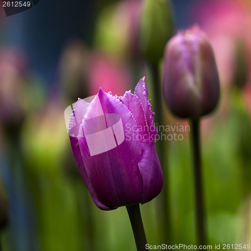 Image of Tulips