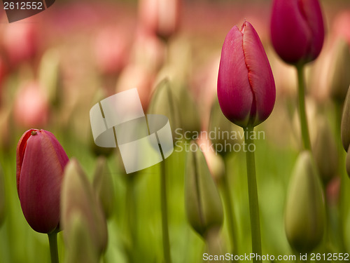 Image of Colorful tulips