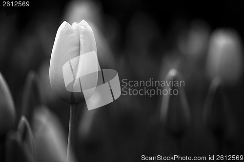Image of Tulips