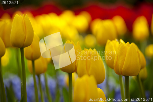 Image of Yellow Tulips