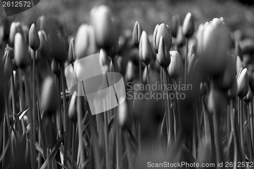 Image of Tulips