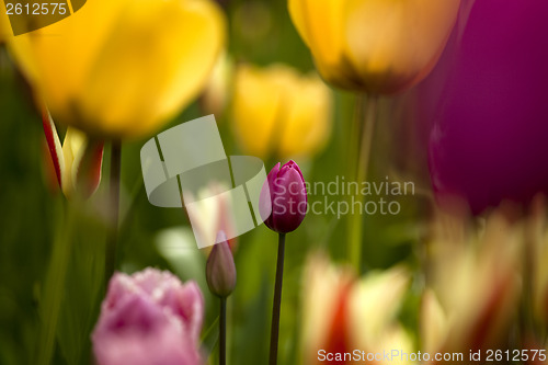 Image of Colorful tulips