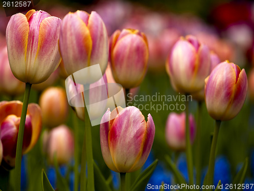 Image of Tulips