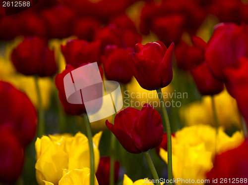 Image of Yellow and Red tulips