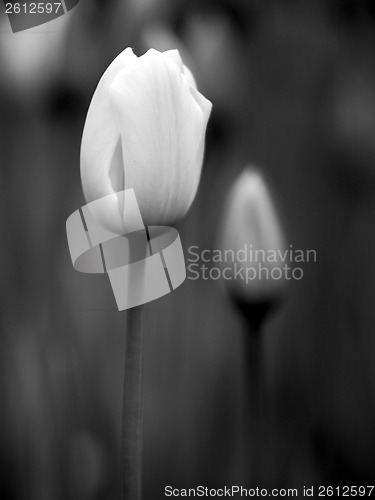 Image of Tulips