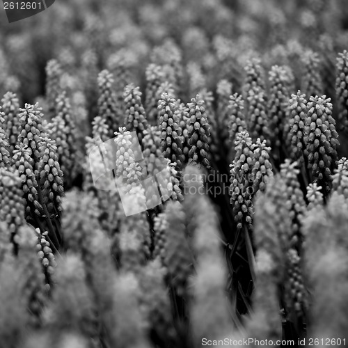 Image of Muscari armeniacum
