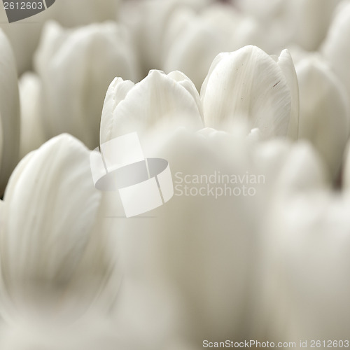 Image of White Tulips