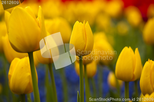 Image of Yellow Tulips