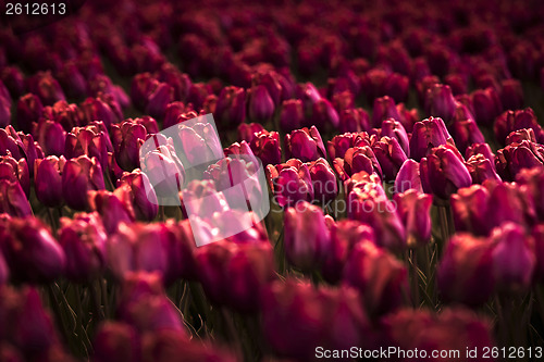 Image of Field of tulips