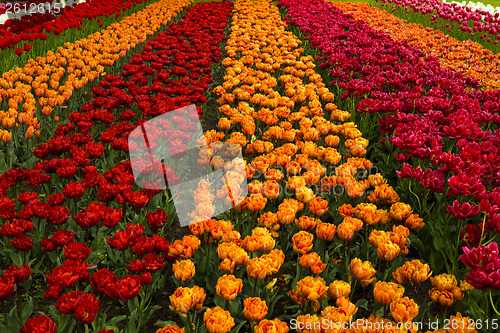 Image of Spring field with tulips