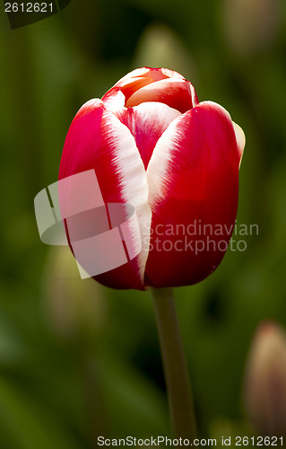 Image of Tulips