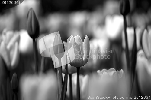 Image of Tulips