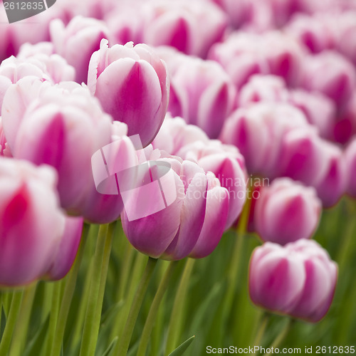 Image of Pink tulips 