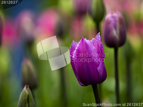 Image of Tulips