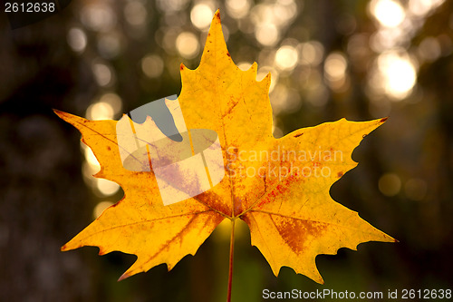 Image of Close-up of a beautiful anf colorful autumn leaf 